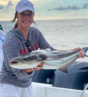 Cobia in Charleston, SC